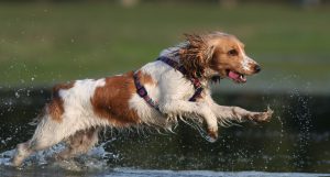 dog running in water