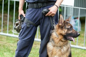 Police dog. Policeman with a German shepherd on duty.