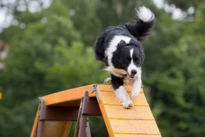 Large dog running down bridge in agility competition